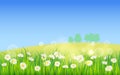 Spring field of flowers of daisies, chamomile and green juicy grass, meadow, blue sky, white clouds. Vector Royalty Free Stock Photo