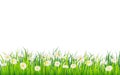 Spring field of flowers of daisies, chamomile and green juicy grass, meadow. Vector, illustration, isolated, template