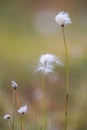 Spring field flowers i n Finland