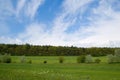 Spring field, forest, sky