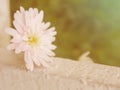 Spring field of white Gerbera Daisy flower in the garden.Selective focus beautiful flower in field. Royalty Free Stock Photo