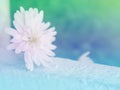 Spring field of white Gerbera Daisy flower in the garden.Selective focus beautiful flower in field. Royalty Free Stock Photo