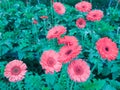 Spring field of Gerbera Daisy flower in the garden.Selective focus beautiful flower in field. Royalty Free Stock Photo