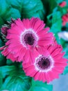 Spring field of Gerbera Daisy flower in the garden.Selective focus beautiful flower in field. Royalty Free Stock Photo