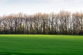 Spring field with green sprouts of wheat, light shadow spots from the sun Royalty Free Stock Photo