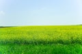 Spring field, landscape of yellow flowers, ripe Royalty Free Stock Photo