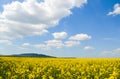 Spring field, landscape of yellow flowers, ripe Royalty Free Stock Photo