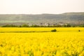 Spring field, landscape of yellow flowers, ripe Royalty Free Stock Photo