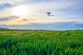 Spring field, landscape of yellow flowers, ripe Royalty Free Stock Photo