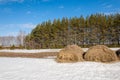 Spring in the field. last snow. pine tree. springtime, springtide, prime Royalty Free Stock Photo