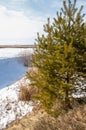 Spring in the field. last snow. pine tree. springtime, springtide, prime Royalty Free Stock Photo