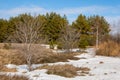 Spring in the field. last snow. pine tree. springtime, springtide, prime Royalty Free Stock Photo