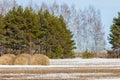 Spring in the field. last snow. pine tree. springtime, springtide, prime Royalty Free Stock Photo