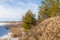 Spring in the field. last snow. pine tree. springtime, springtide, prime Royalty Free Stock Photo