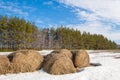 Spring in the field. last snow. pine tree. springtime, springtide, prime Royalty Free Stock Photo