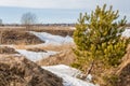 Spring in the field. last snow. pine tree. springtime, springtide, prime Royalty Free Stock Photo