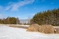 Spring in the field. last snow. pine tree. springtime, springtide, prime Royalty Free Stock Photo