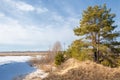 Spring in the field. last snow. pine tree. springtime, springtide, prime Royalty Free Stock Photo