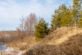 Spring in the field. last snow. pine tree. springtime, springtide, prime Royalty Free Stock Photo