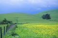 Spring field of Mustard with fence, Cambria, CA Royalty Free Stock Photo