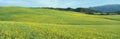 Spring Field, Mustard Seed, near Lake Casitas, California Royalty Free Stock Photo