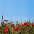 Spring, Field of poppy flowers against the blue sky with clouds. Beautiful landscape long banner Royalty Free Stock Photo