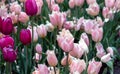 Spring field of purple and pink tulips Royalty Free Stock Photo