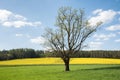 Spring Field with a Tree