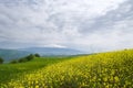 Spring field and volcano Etna Royalty Free Stock Photo