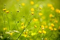 A spring field of wild buttercups