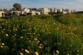 Spring field with yellow daisies in a kibbutz in Israel.