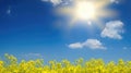 Spring field of yellow flowers, blue sky, sunny day Royalty Free Stock Photo