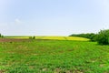 Spring field, landscape of yellow flowers, ripe Royalty Free Stock Photo