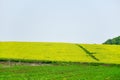 Spring field, landscape of yellow flowers, ripe Royalty Free Stock Photo