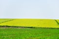 Spring field, landscape of yellow flowers, ripe Royalty Free Stock Photo