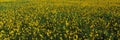 Spring field of yellow mustard seed Royalty Free Stock Photo