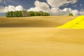 Spring fields Royalty Free Stock Photo