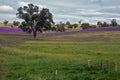 Spring fields & purple flowers on a farm