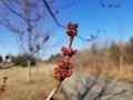 Spring is Finally Here Royalty Free Stock Photo