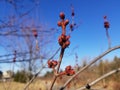 Spring is Finally Here Royalty Free Stock Photo