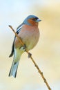 Spring finch on a branch Royalty Free Stock Photo
