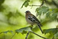 Spring finch sitting on a branch Royalty Free Stock Photo
