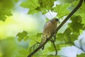 Spring finch sitting on a branch Royalty Free Stock Photo
