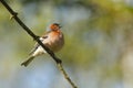 Spring finch sitting on a branch Royalty Free Stock Photo