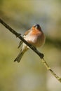 Spring finch sitting on a branch Royalty Free Stock Photo