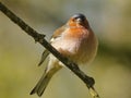 Spring finch sitting on a branch Royalty Free Stock Photo