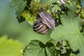 Big snail. leaf background. vine background. Viongradnaya vine and currant bush. vine. The snail is sleeping. Snail on the vine. T Royalty Free Stock Photo