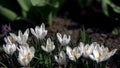 Spring first flower.White crocus.Spring primroses. Royalty Free Stock Photo