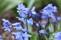 Spring the first flowers of blue Scilla ascended after thawing snow close-up in natural conditions.