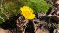 Spring first flowers, yellow primroses mother and stepmother